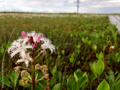flowers in the swamp 