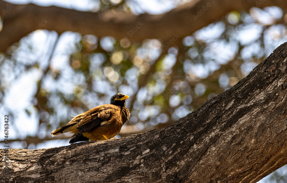 bird on a branch