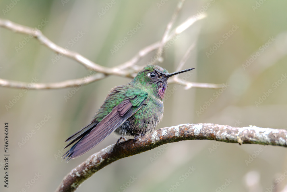 Fototapeta premium Tourmaline Sunangel