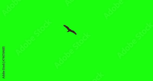 Buzzard bird flying wings spread green screen