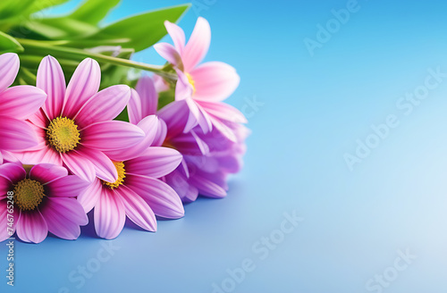 Bouquet of pink chrysanthemums on a blue background  close-up  plenty of space for text