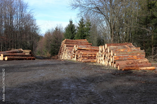Felled tree trunks on the edge of the forest. Forest and blue sky in the background. Woodworking industry.