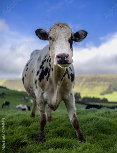 vaca leiteira de raça frísia holstein