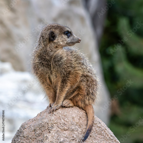 Meerkat, Suricata suricatta sitting on a stone and looking into the distance © rudiernst