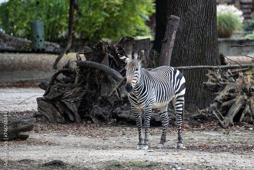 Hartmann's Mountain Zebra, Equus zebra hartmannae. An endangered zebra photo