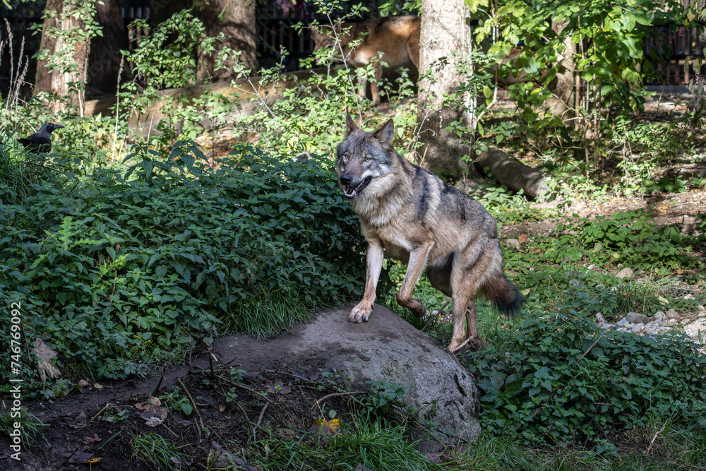 Fototapeta premium European Grey Wolf, Canis lupus in a german park
