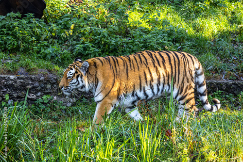 The Siberian tiger,Panthera tigris altaica in a park