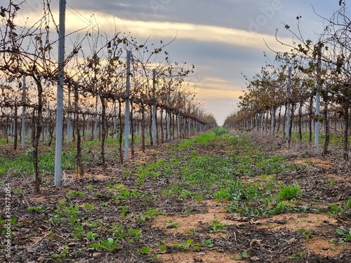 Vineyard with rows of fruit trees at sunset in spring.