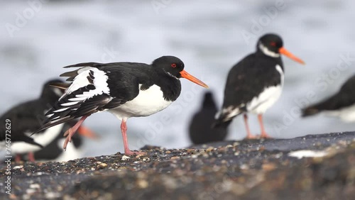 A Eurasian oystercatcher (Haematopus ostralegus) or common pied oystercatcher stretching its wing