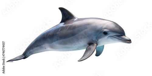 cute dolphins freestanding and transparent background  © Mr. Washington