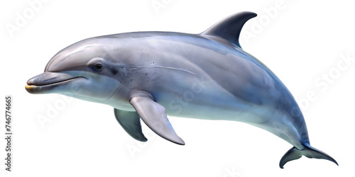 cute dolphins freestanding and transparent background  © Mr. Washington