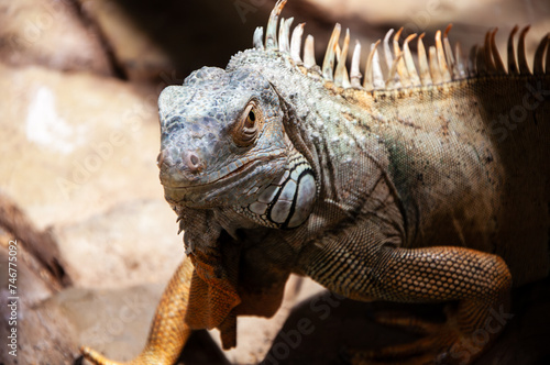 Portrait of green iguana in a zoo