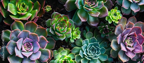 A detailed view of multiple Sempervivum charadzeae succulents clustered together, showcasing their unique rosette shapes and vibrant colors. photo
