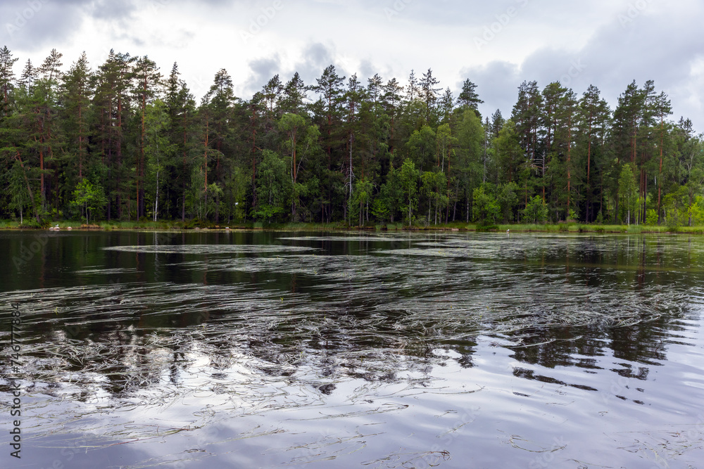 Landscape photo with still lake in the forest