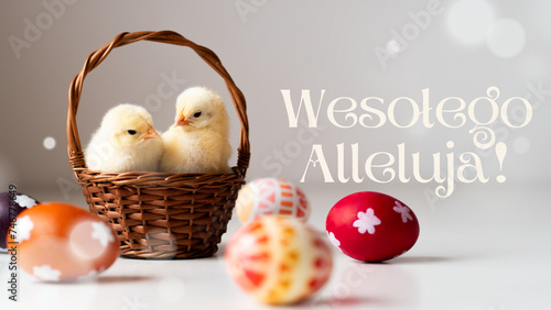Wesołego alleluja! - dwa kurczaczki w koszyku wiklinowym w otoczeniu pisanek, urocze pisklęta © Klaudia Baran
