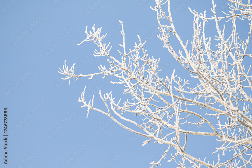 Tree branches covered with white frost against a blue sky. Tree branches covered with white frost against a blue sky.