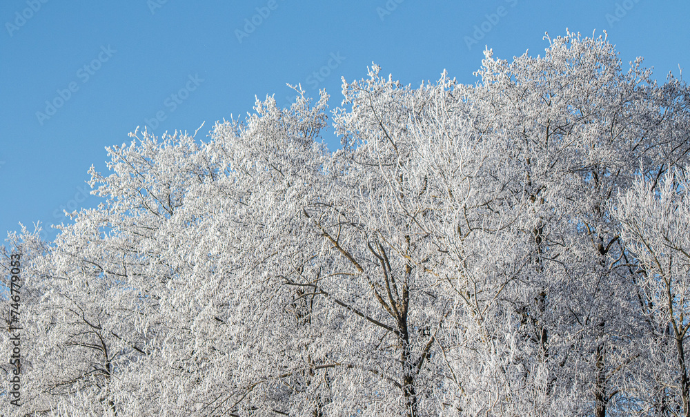 Tree branches covered with white frost against a blue sky. Tree branches covered with white frost against a blue sky.