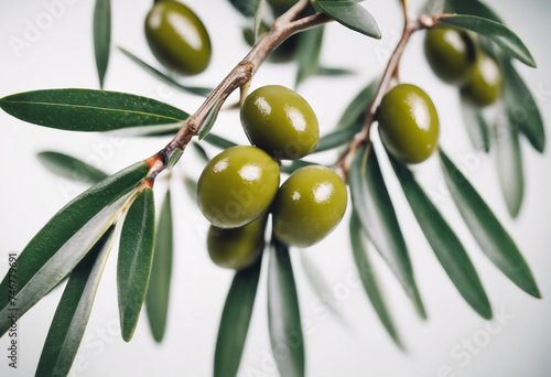 Olive Branch with Green Olives: Isolated on a Clean White Background for Freshness and Simplicity