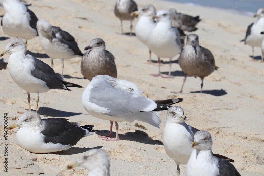 Seagull, Cabbage Beach, Nassau - Bahamas (Paradise Island) Seagull, Cabbage Beach, Nassau - Bahamas (Paradise Island)
