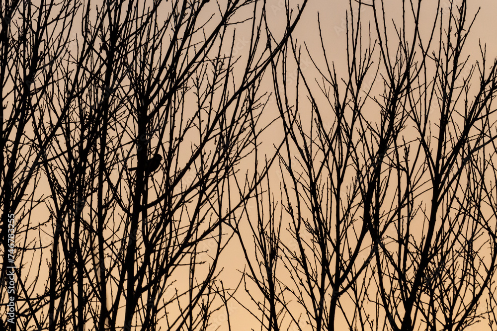 Silhouette of bare tree branches against the orange sunset sky with a little bird tweeting on a branch Silhouette of bare tree branches against the orange sunset sky with a little bird tweeting on a branch