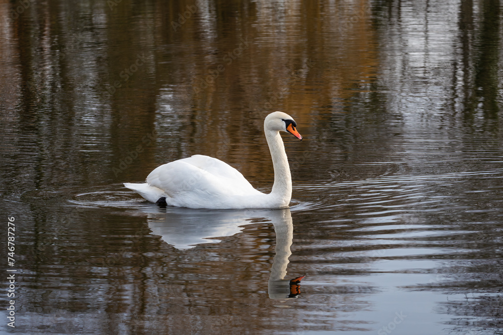 An adult mute swan ( Cygnus olor) swims along a lake in which he and the coastal vegetation are reflected An adult mute swan ( Cygnus olor) swims along a lake in which he and the coastal vegetation are reflected