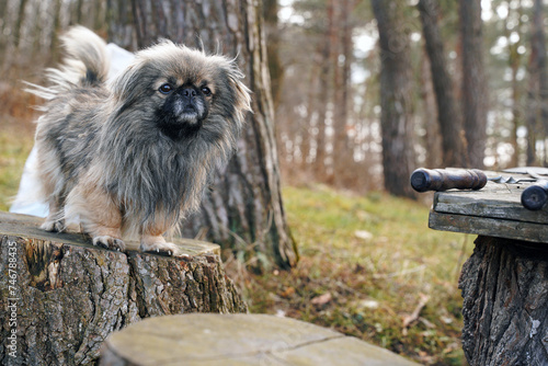 dog in a forest. funny puppy sitting on a pine stump. nearby is a wooden table with skewers for grilling kebabs. © Andrii