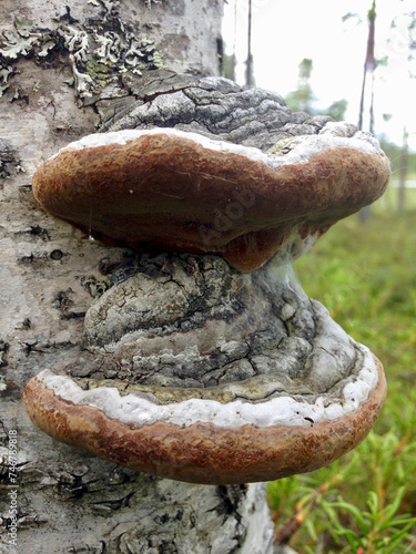 fungus on a tree