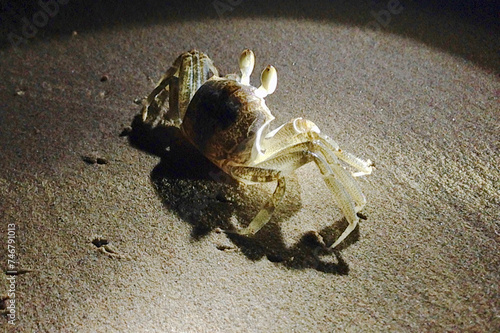 hermit crab on the sand