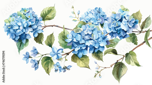 Blue hydrangea flowers branches and leaves watercolo