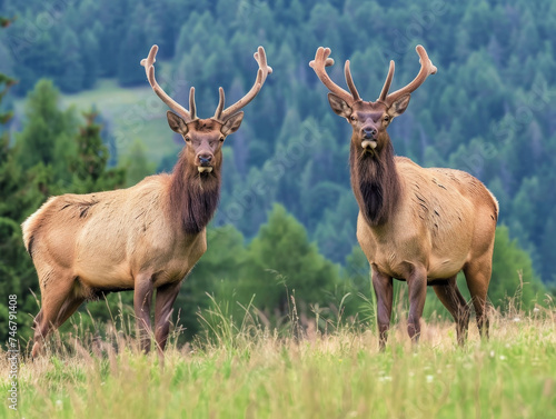 A magnificent couple of elks with towering antlers stands before a forest backdrop.