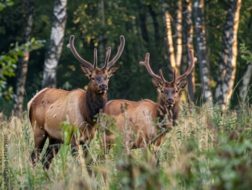 Two elks in a forest during sunset hours. © Jan