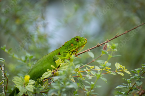 Iguana verde adorable descansando en una rama con hojas verdes photo
