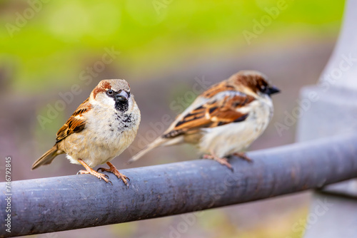 A pair of sparrows sits on a metal railing in the city, one of the two birds is out of focus in the background, the other is looking into the camera photo