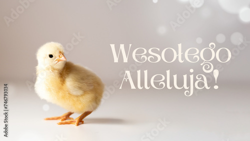 Wesołego Alleluja! - życzenia wielkanocne, pisklę, kurczaczek wielkanocny, święta