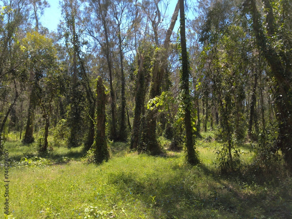 Obraz premium Australian Bush in Queensland Boondall Wetlands