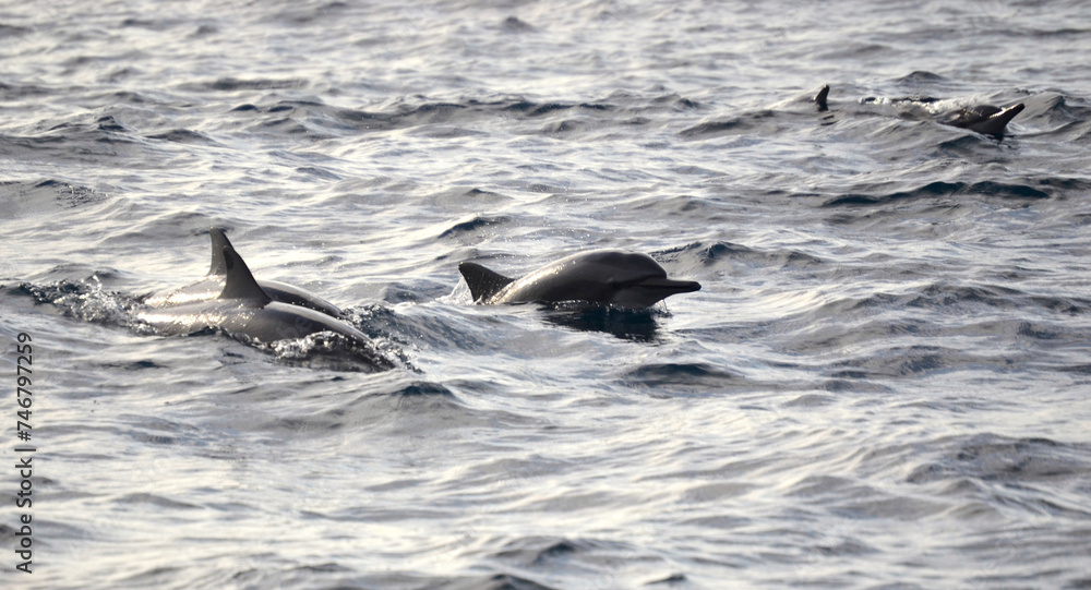 Fototapeta premium dolphin in the sea