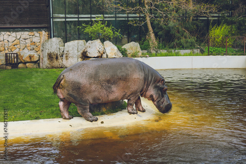 A hippopotamus at the Warsaw Zoo goes into the water