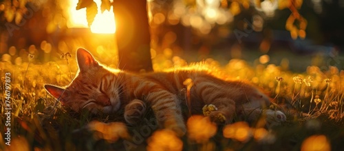 a cats and dog lying under a tree during sunset