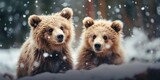 wild bears in the snow