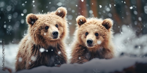 wild bears in the snow
