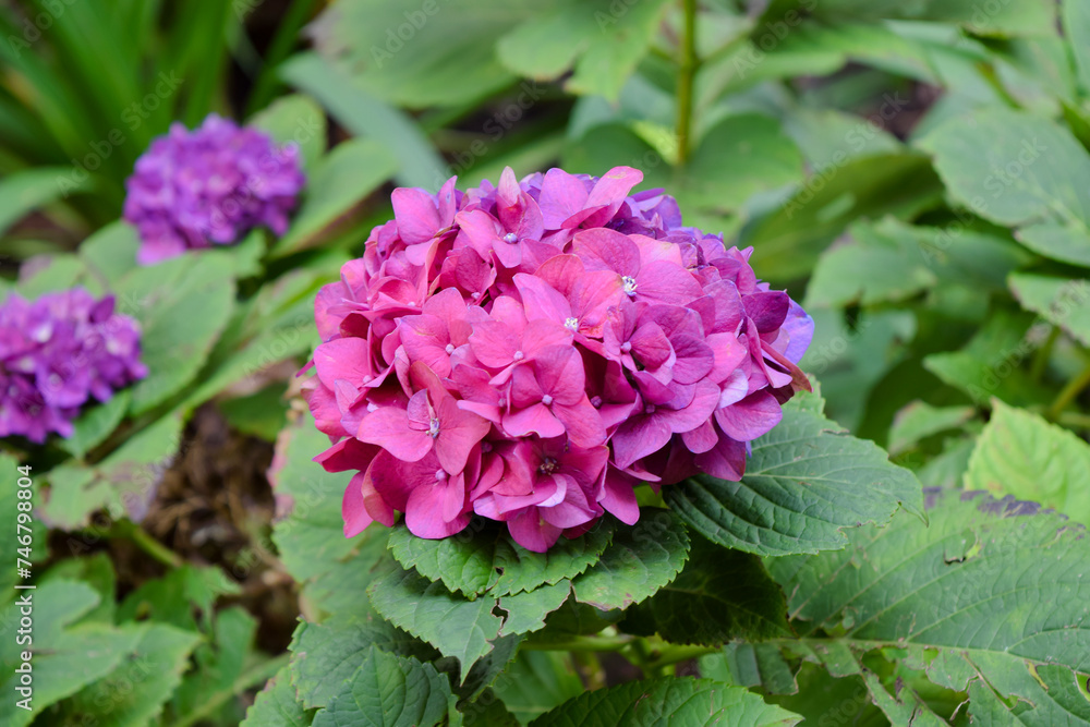Hortensia plant with beautiful flowers Hortensia plant with beautiful flowers