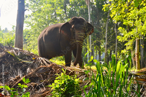 elephant in the forest