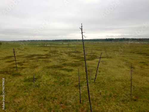Swamp 