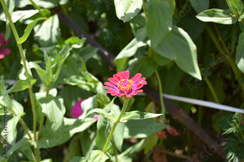 pink flowers