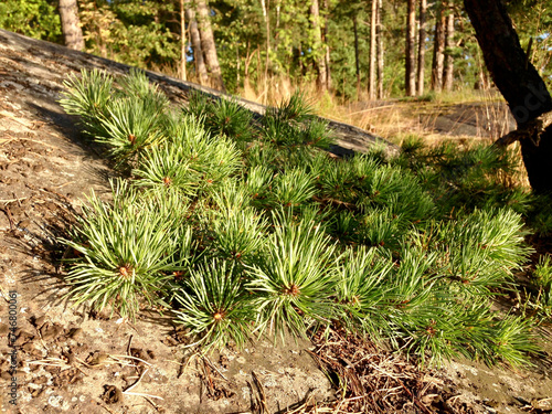 pine tree on the rock