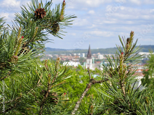 pine tree and cones