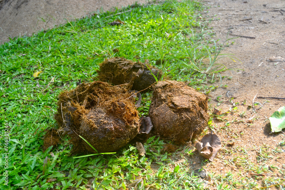 Elephant poop Elephant poop