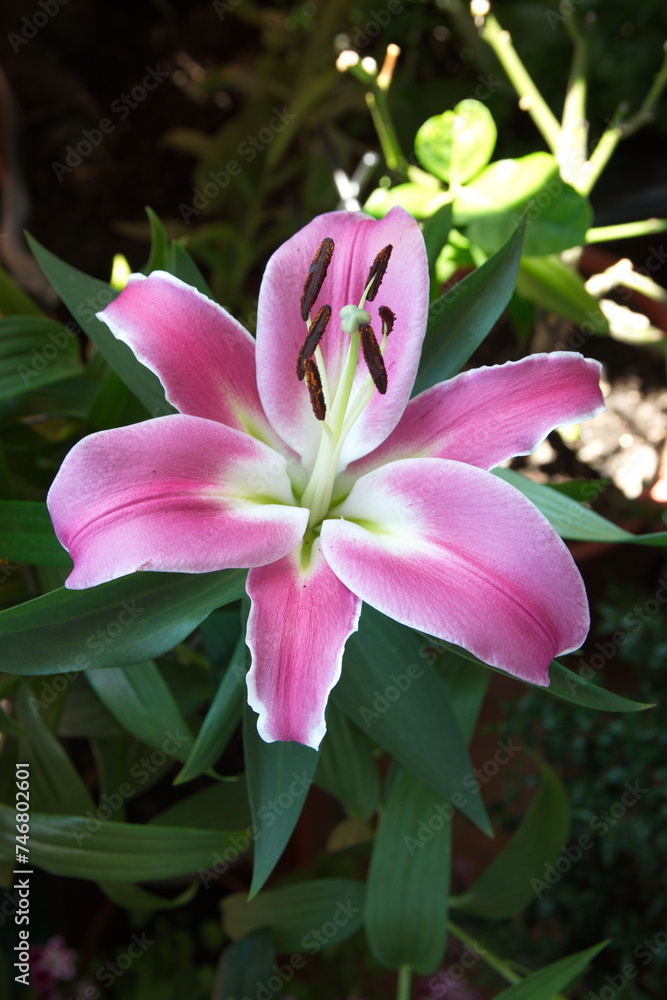 Pink lilium, Asiatic Lily, Oriental lily, ornamental and edible plant, on turquoise background Pink lilium, Asiatic Lily, Oriental lily, ornamental and edible plant, on turquoise background