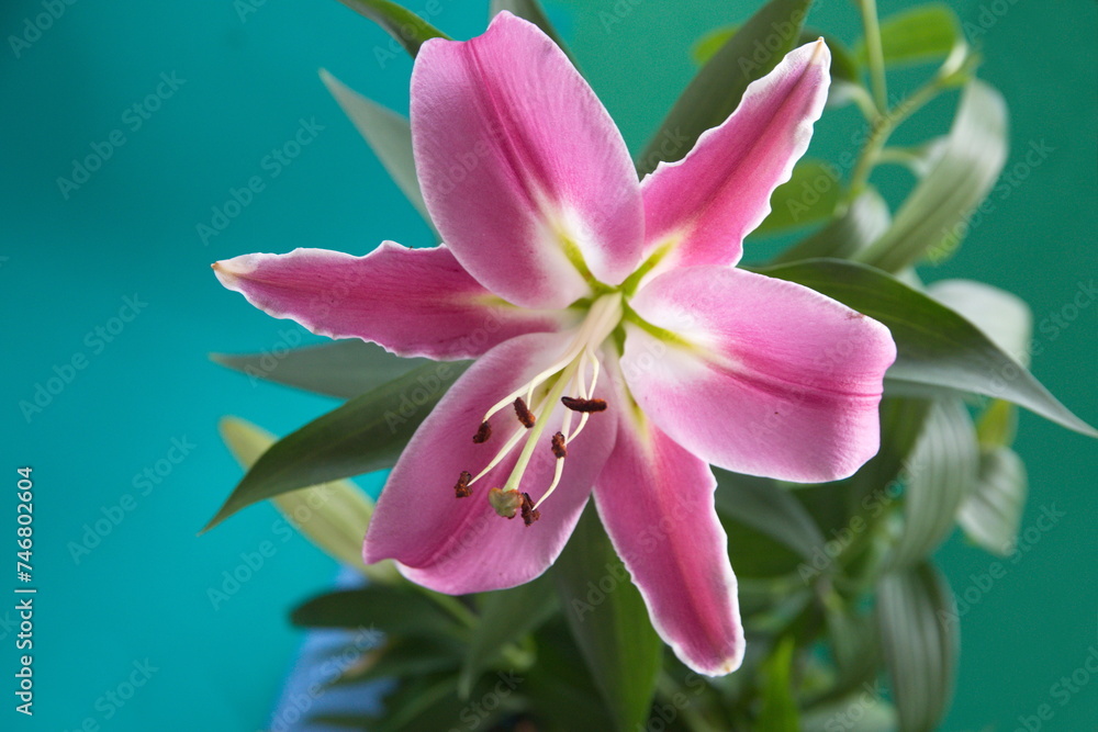 Pink lilium, Asiatic Lily, Oriental lily, ornamental and edible plant, on turquoise background Pink lilium, Asiatic Lily, Oriental lily, ornamental and edible plant, on turquoise background