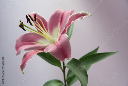 Pink lilium  Asiatic Lily   Oriental lily  ornamental and edible plant   on pink background